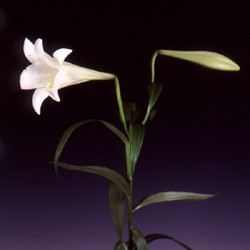 Lilium 'longiflorum' Lilium longiflorum