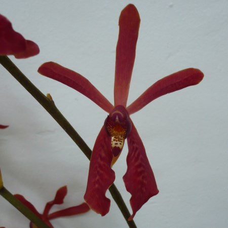 Aranda 'Bright Red' Orchidaceae