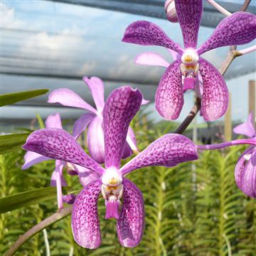 Aranda 'Khoo Choo' Orchidaceae