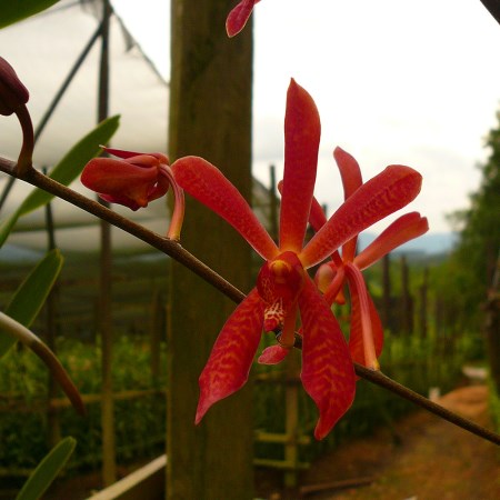 Aranda 'JS Red' Orchidaceae