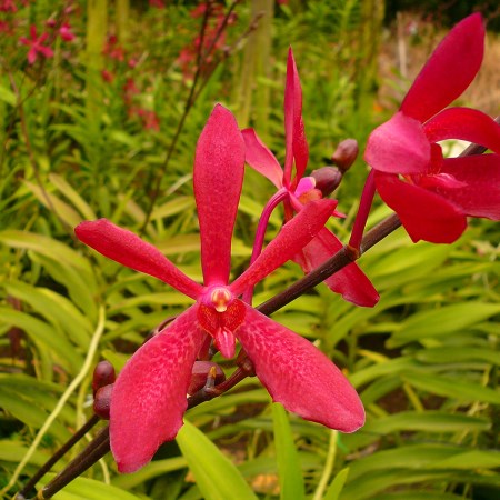 Aranda 'Red' Orchidaceae