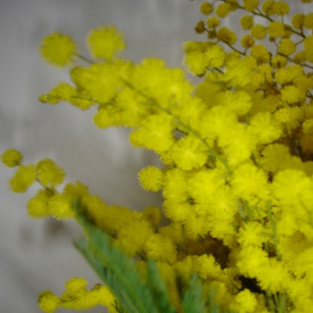 Mimosa 'Fluffy' Acacia