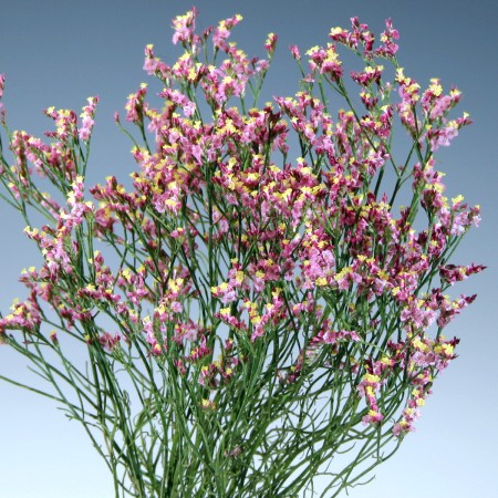 Limonium Statice sinuatum