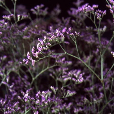 limonium 'Blue Emille' Limonium latifolium