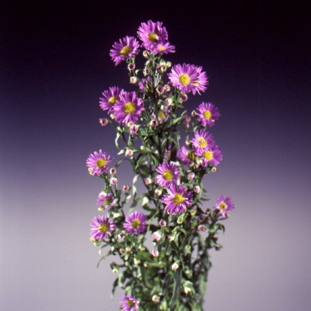 Aster 'Purple Monarch' Aster