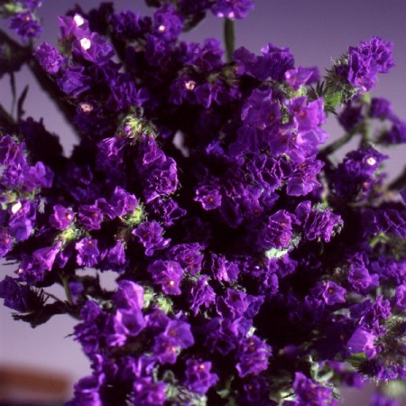 limonium 'Crystal Dark Blue' Limonium sinuatum