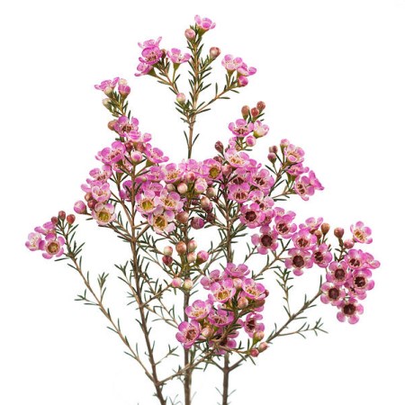Wax Flower 'Adi' Chamelaucium uncinatum