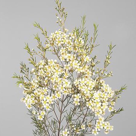 Wax Flower 'Atar' Chamelaucium uncinatum