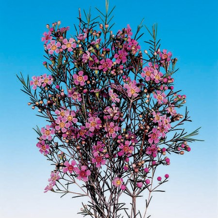 Wax Flower 'Hot Pink' Chamelaucium uncinatum