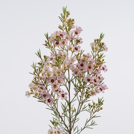 Wax Flower 'Della' Chamelaucium uncinatum