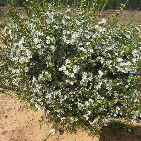 Wax Flower 'Luna' Chamelaucium uncinatum