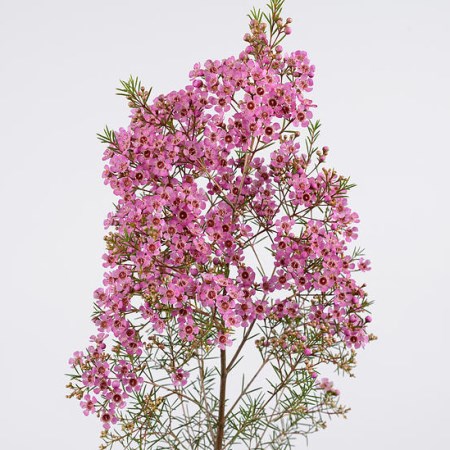 Wax Flower 'Mars' Chamelaucium uncinatum