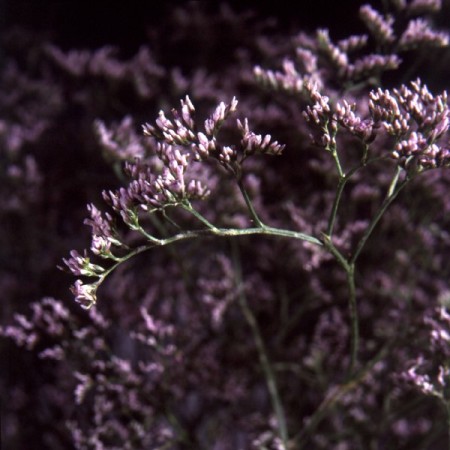 limonium 'Pink Emille' Limonium latifolium