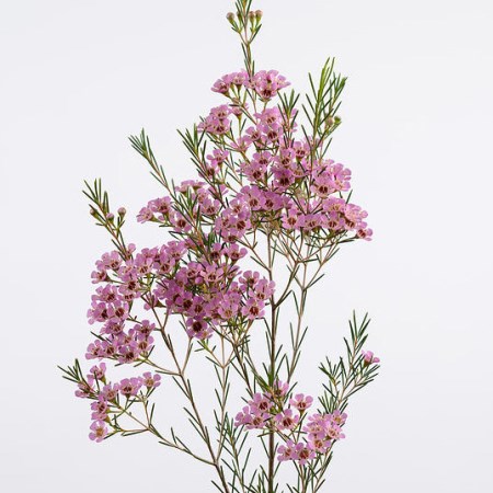 Wax Flower 'Michal' Chamelaucium uncinatum