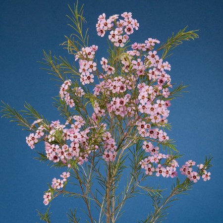 Wax Flower 'NIR' Chamelaucium uncinatum