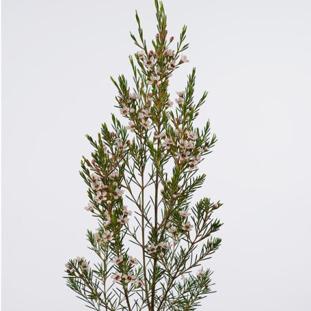 Wax Flower 'Snowflake' Chamelaucium uncinatum