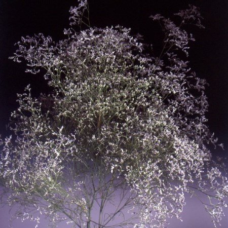 limonium 'Beltaard' Limonium latifolium