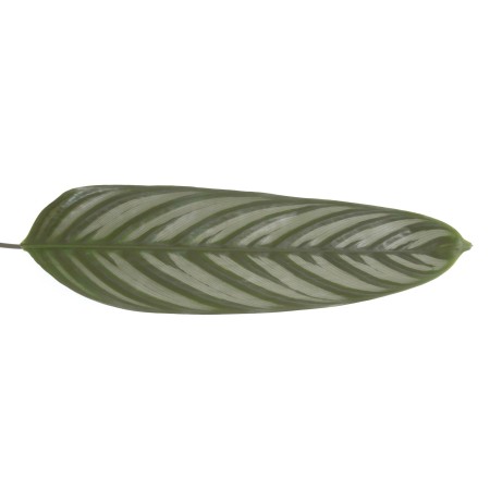 Calathea Setosa