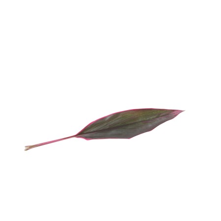 Cordyline Fruticosa ' Baby Tie Red' Cordyline