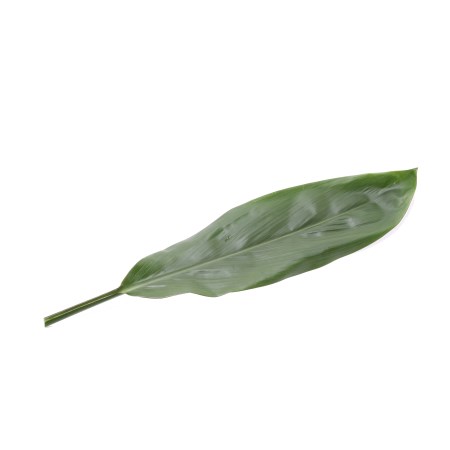 Cordyline Fruticosa 'Green' Cordyline