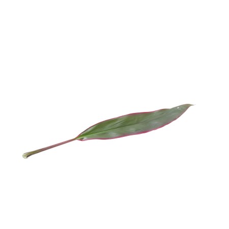Cordyline Fruticosa 'Green and Red Edge' Cordyline
