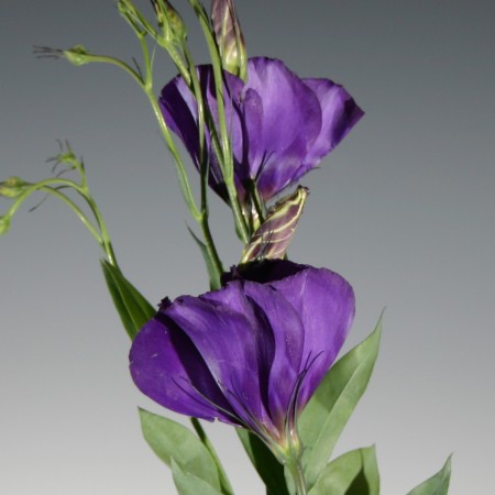 Lisianthus 'piurple' Eustoma