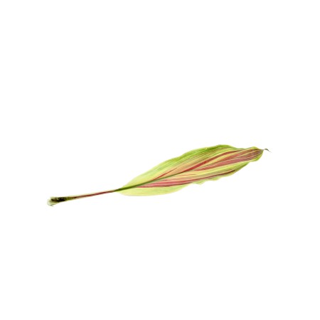 Cordyline Fruticosa 'Striped' Cordyline