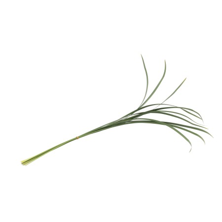 Liriope 'Green' Liriope