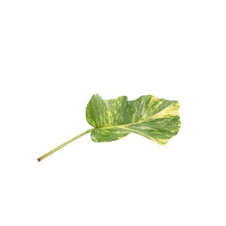 Pothos 'Aureus' Pothos