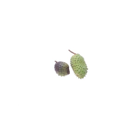 Annona 'Cherimola' Annona