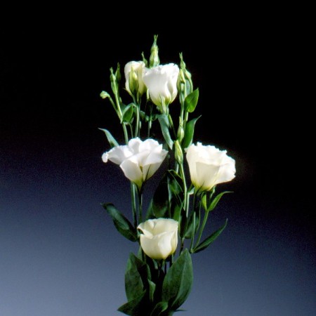 Lisianthus 'Kyoto Pure White' Eustoma