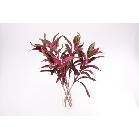 Cordyline Fruticosa 'Baby Doll' Cordyline