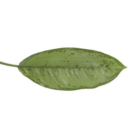 Aglaonema 'Greenlife' Aglaonema