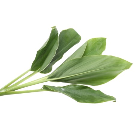 Cordyline Fruticosa 'Green & White Edge'
