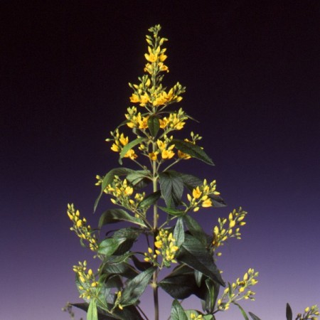 Lysimachia 'Loose Strife' Lysimachia punctata