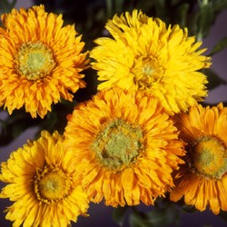 Marigold Calendula officinalis