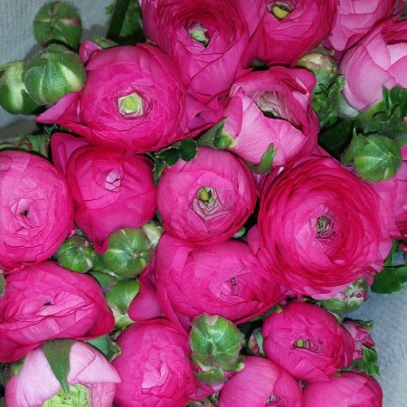 Ranunculus Elegance 'Cerise pink' ranunculus