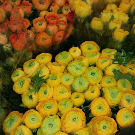 Ranunculus Elegance 'orange & Yellow' ranunculus