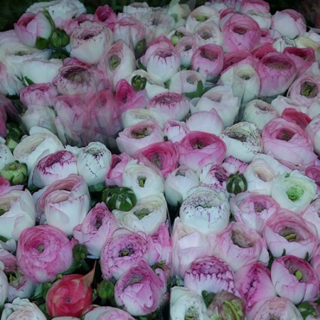 Ranunculus Elegance 'Cappuccino' ranunculus