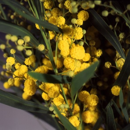 Mimosa 'Floribunda' Acacia