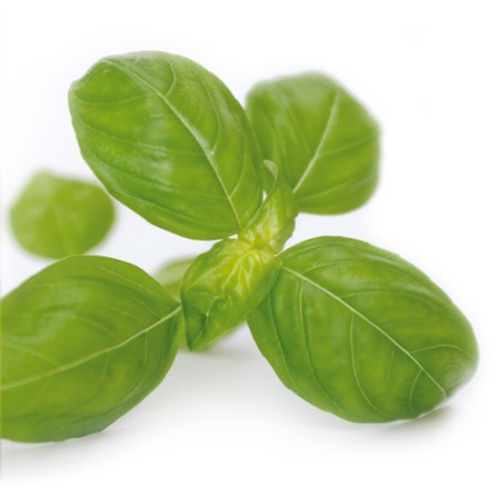 Basil Ocimum Basilicum