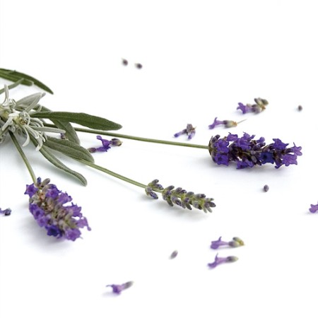 Lavender Lavandula officinalis