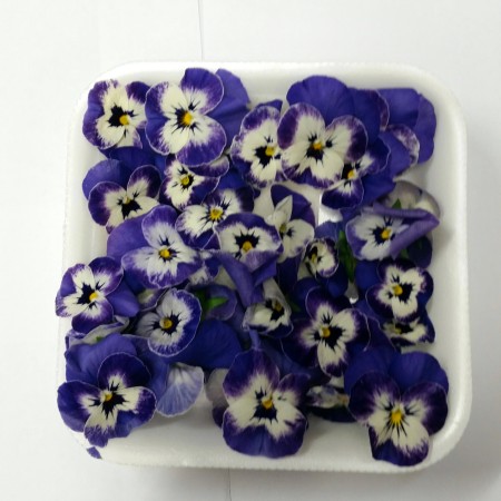 Viola Violet