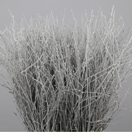 Painted Birch 'Grey'