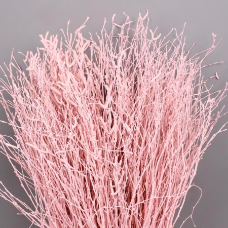 Painted Birch 'Rosa'
