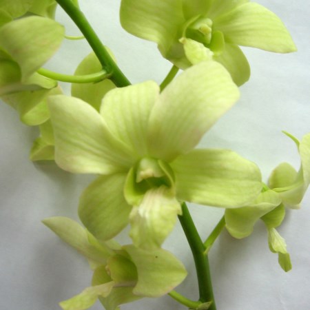 Orchid 'Dendrobium Pearl Green' Orchidaceae