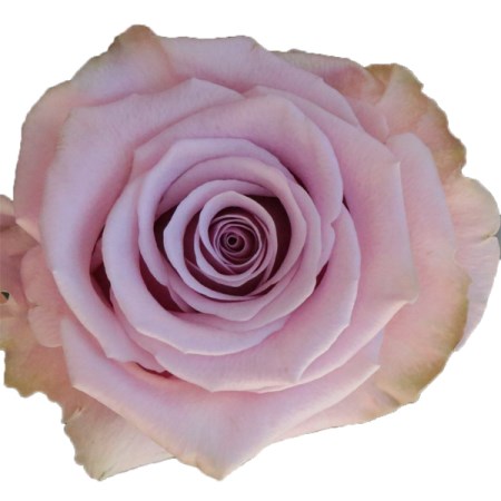 Rose 'Acapella' Rosa