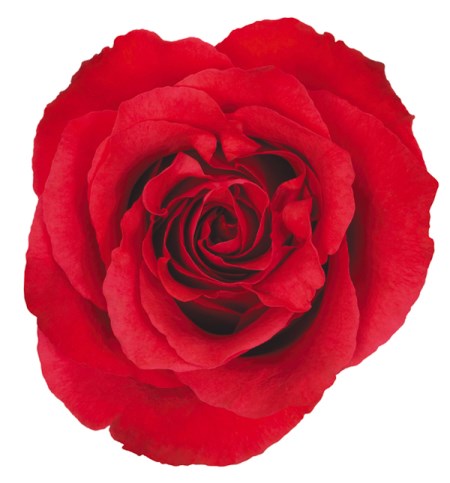 Rose 'Altamira' Rosa