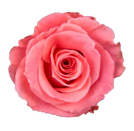 Rose 'Amsterdam' Rosa