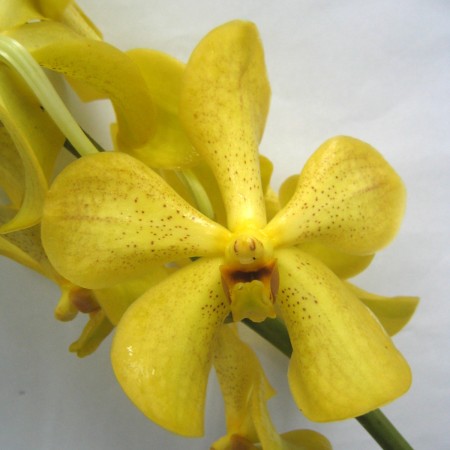 Orchid 'Mokara Sunshine Yellow' Orchidaceae